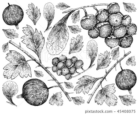 Ripe Gooseberries and Manjack Fruits Background 45408075