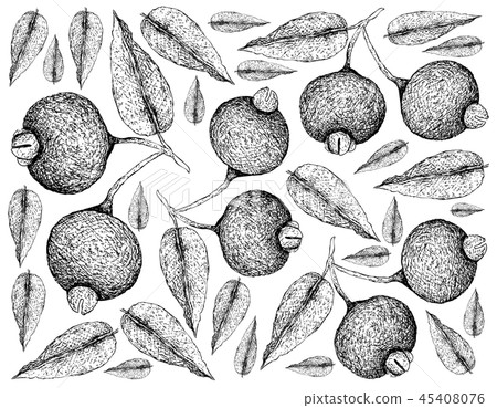Guabiju Fruits on White Background 45408076