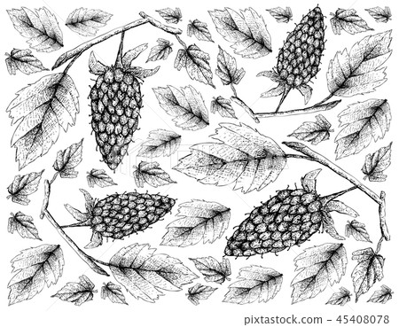 Wallpaper of Loganberry on White Background 45408078
