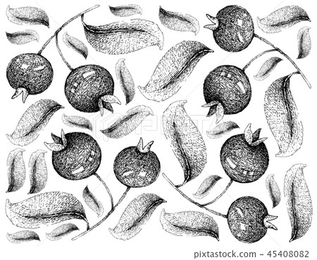 Wallpaper of Grumichama Cherry on White Background 45408082