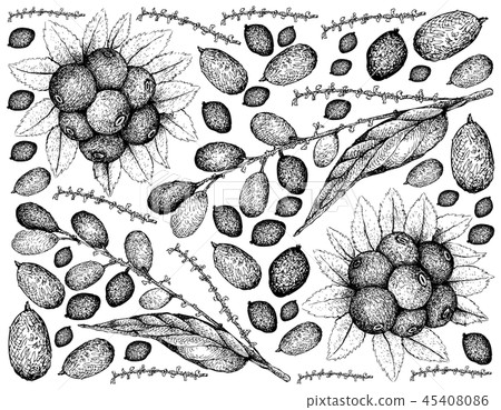 Huckleberries and Lepisanthes Rubiginosa Fruits 45408086