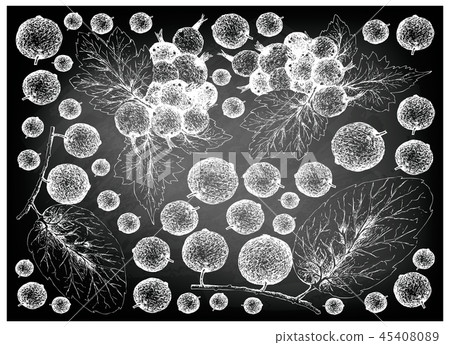 Madagascar Plums and Jostaberries Background Madagascar Plums and Jostaberries Background 45408089