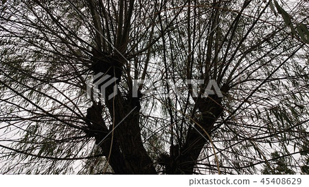 怪異的樹 45408629