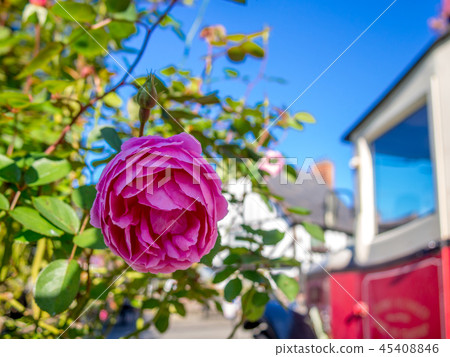 [Shizuoka Prefecture Izu City] Red roses blooming in the park [Shuzenji Niji no Sato] 45408846