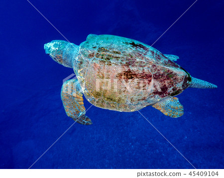 紅海龜 紅海龜 45409104