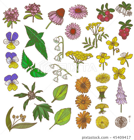 Set of Medicinal Plant Elements in Hand Drawn Style 45409417
