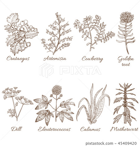 Colored Set of Medicinal Plants in Hand Drawn Style 45409420