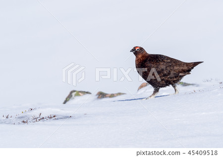 Male red grouse Male red grouse 45409518