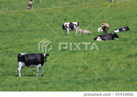 Beef grazing in the Okhotsk region of Hokkaido Beef grazing in the Okhotsk region of Hokkaido 45410092
