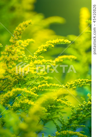 Beautiful yellow goldenrod flowers. 45410826