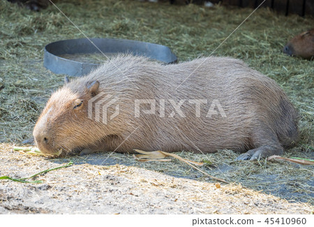 Taiwan Tainan Cute water pork Water pig Mr. Senkin gold old rat zoo Resting hiking Capybara Capybara 45410960