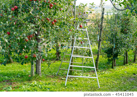 Hirosaki City apple garden 45411045