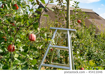 收穫蘋果 收穫蘋果 45411046