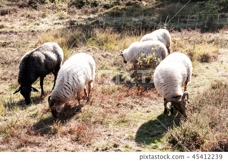 Grazing Haether Sheep in Drenthe 45412239