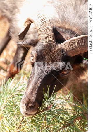 Grazing Haether Sheep in Drenthe Grazing Haether Sheep in Drenthe 45412300