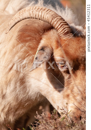 Grazing Haether Sheep in Drenthe 45412311