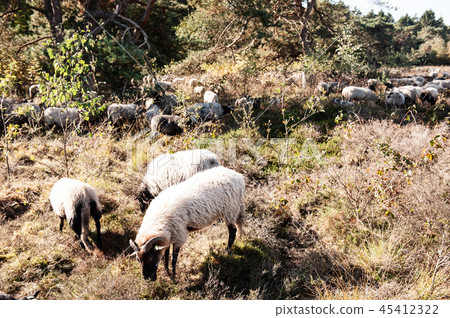 Grazing Haether Sheep in Drenthe Grazing Haether Sheep in Drenthe 45412322