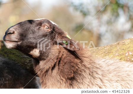 Grazing Haether Sheep in Drenthe Grazing Haether Sheep in Drenthe 45412326