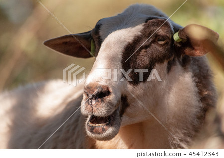 Grazing Haether Sheep in Drenthe 45412343