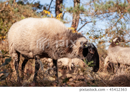 Grazing Haether Sheep in Drenthe Grazing Haether Sheep in Drenthe 45412363