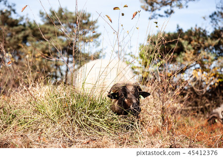 Grazing Haether Sheep in Drenthe Grazing Haether Sheep in Drenthe 45412376