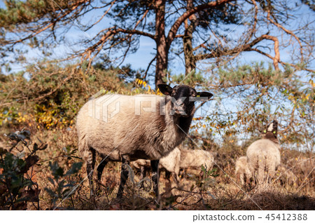 Grazing Haether Sheep in Drenthe 45412388