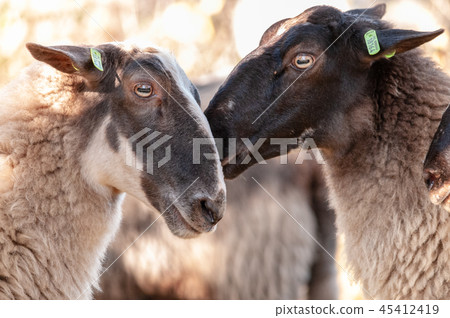 Grazing Haether Sheep in Drenthe 45412419