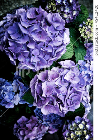Purple Hydrangea Flowers 45412420