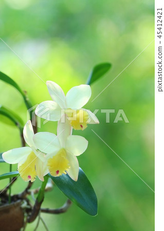 Cattleya Fairyland White Flower Orchid Nature Background 45412421