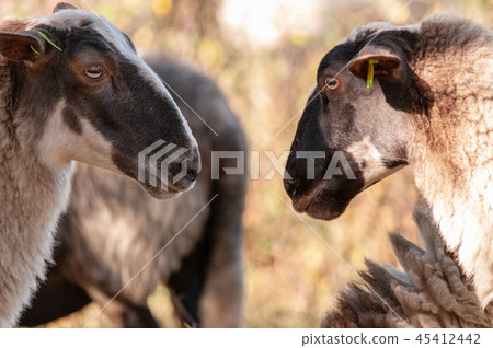 Grazing Haether Sheep in Drenthe Grazing Haether Sheep in Drenthe 45412442