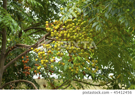 Neem tree natural medicine and fruit, Pune 45412456