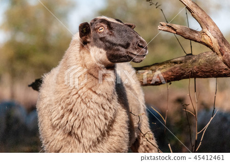 Grazing Haether Sheep in Drenthe 45412461