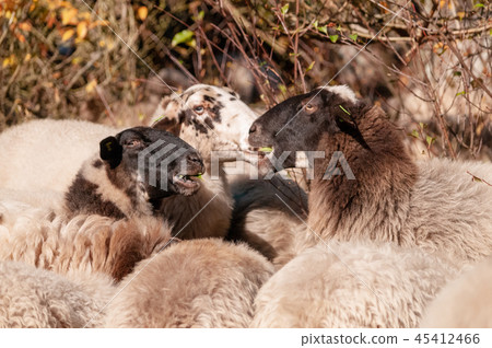 Grazing Haether Sheep in Drenthe 45412466