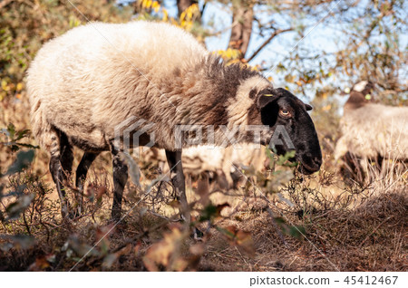 Grazing Haether Sheep in Drenthe 45412467