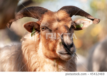 Grazing Haether Sheep in Drenthe 45412469