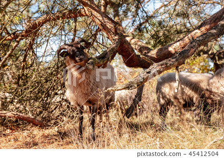 Grazing Haether Sheep in Drenthe 45412504