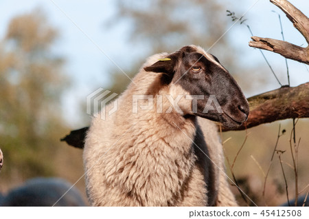 Grazing Haether Sheep in Drenthe 45412508