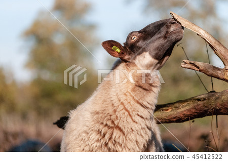 Grazing Haether Sheep in Drenthe 45412522