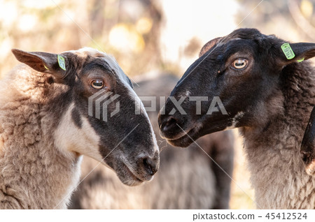 Grazing Haether Sheep in Drenthe 45412524