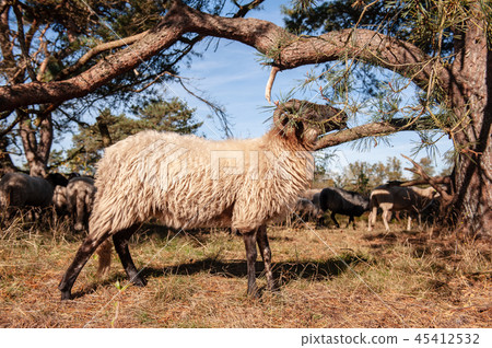 Grazing Haether Sheep in Drenthe 45412532