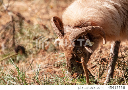 Grazing Haether Sheep in Drenthe Grazing Haether Sheep in Drenthe 45412536