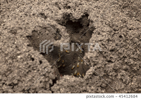 Entrance of termite white ants nest near Pune Entrance of termite white ants nest near Pune 45412684