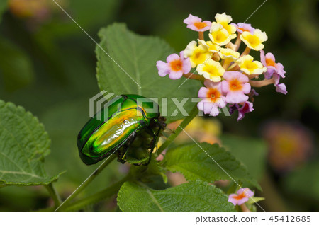 Green christmas beetle near Pune, Maharashtra. Green christmas beetle near Pune, Maharashtra. 45412685