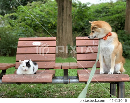 Shiba Inu Nora貓長凳公園 45413046