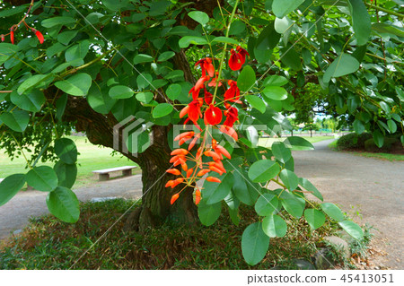 Erythrina crista-galli, often known as cockspur Erythrina crista-galli, often known as cockspur 45413051