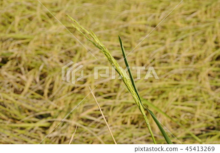 rice paddy growing on branch in farm Thailand rice paddy growing on branch in farm Thailand 45413269