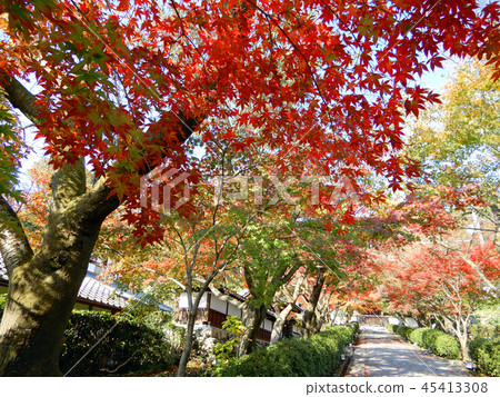 Autumn leaves of Saikyoji approach Autumn leaves of Saikyoji approach 45413308