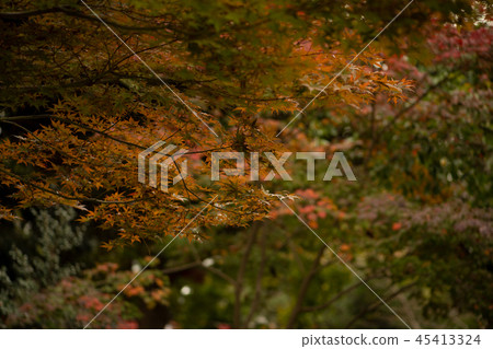 Autumn image Maple landscape Nature Autumn leaves Seasonal feeling Art autumn Park Fall leaves Dead leaves Date Walk Fall leaves tour Autumn image Maple landscape Nature Autumn leaves Seasonal feeling Art autumn Park Fall leaves Dead leaves Date Walk Fall leaves tour 45413324