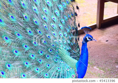 印度孔雀 45413396