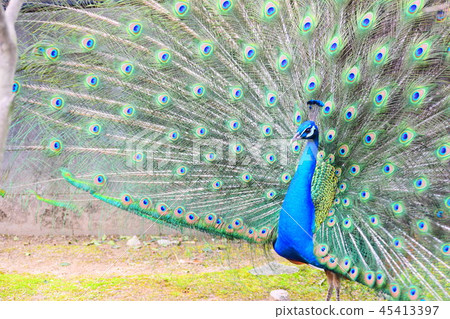 印度孔雀 45413397